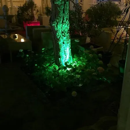 студия давидов 